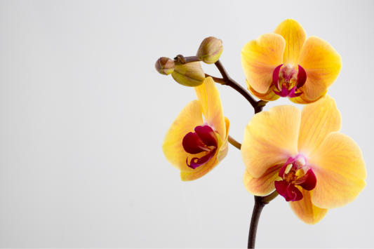 Anti-stress plants: soothe your mind and body naturally